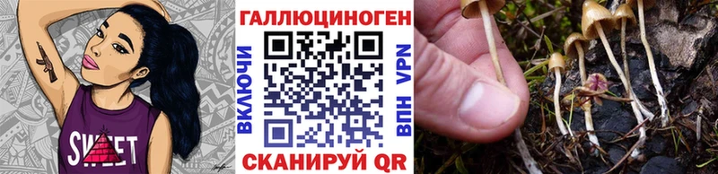 Галлюциногенные грибы Psilocybine cubensis Бирюч